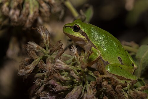 European tree frog